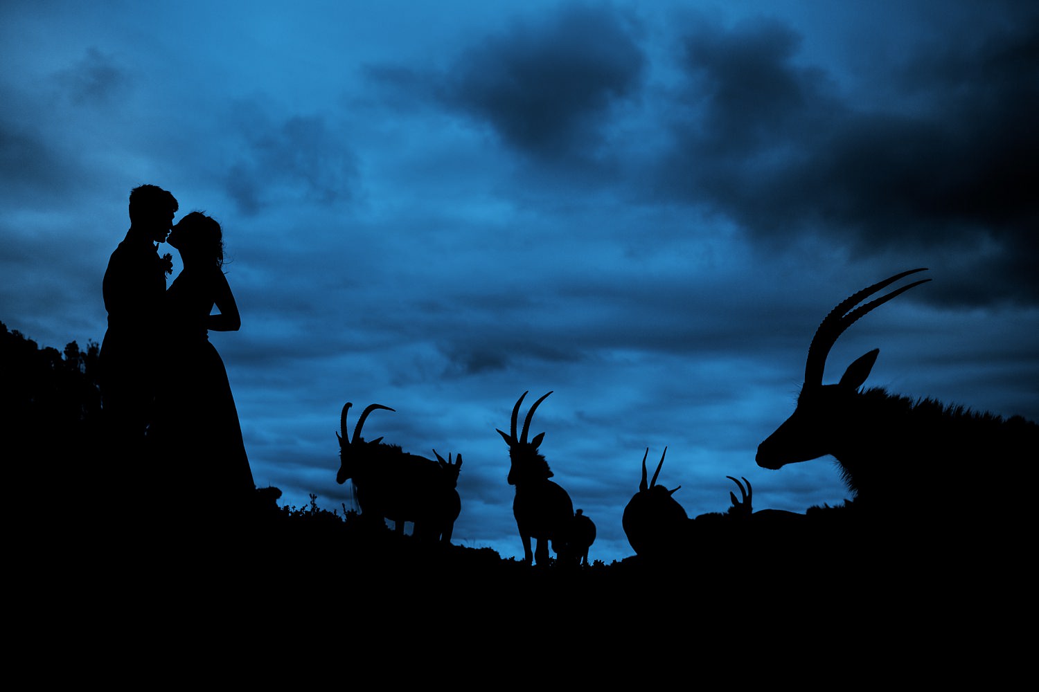 A beautiful post-sunset silhouette safari wedding portrait during blue hour at Oceana Wildlife Reserve featuring Sable antelope by wedding photographer in South Africa, Niki M Photography