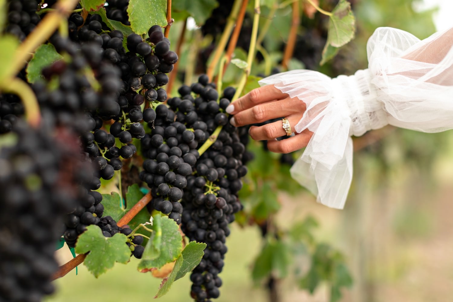 A bride picks a grape off the vine at Kay and Monty wedding venue near Plettenberg Bay