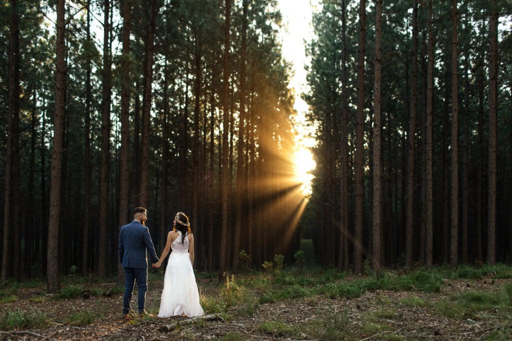 The sun streams through the pine trees in the Tsitsikamma forest after a wedding ceremony near Eersterivier