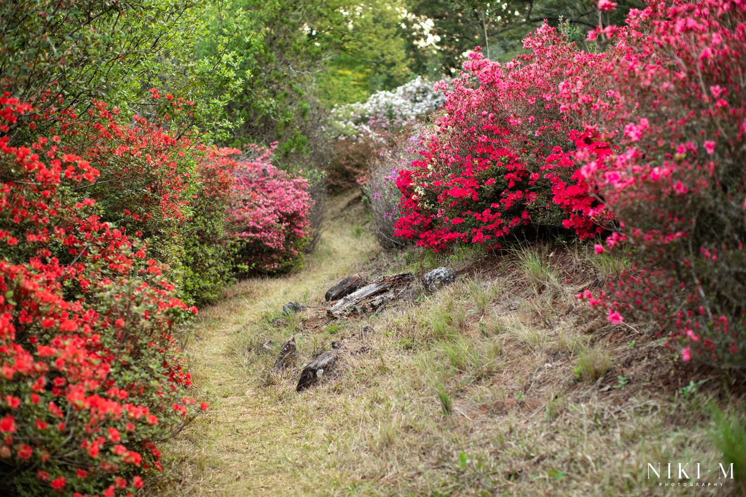 Magoebaskloof Flowers at Cheerio Gardens