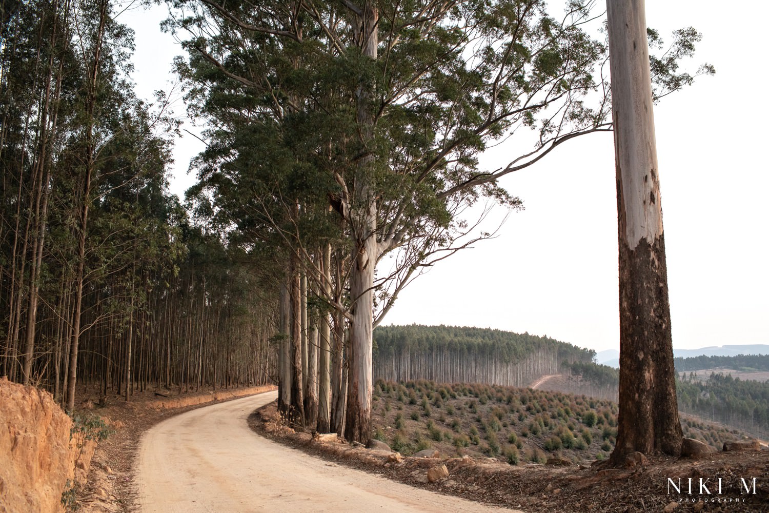 Cheerio Road in Magoebaskloof