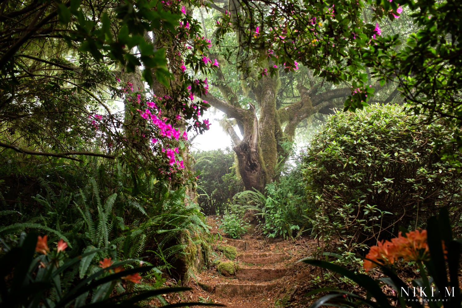 Magoebaskloof Flowers at one of the many gardens in the area