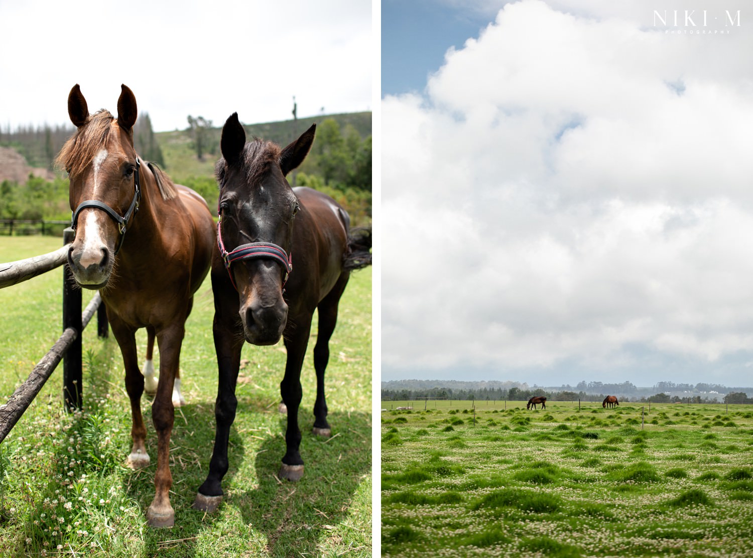 Horses in the fields at Kay and Monty Vineyards