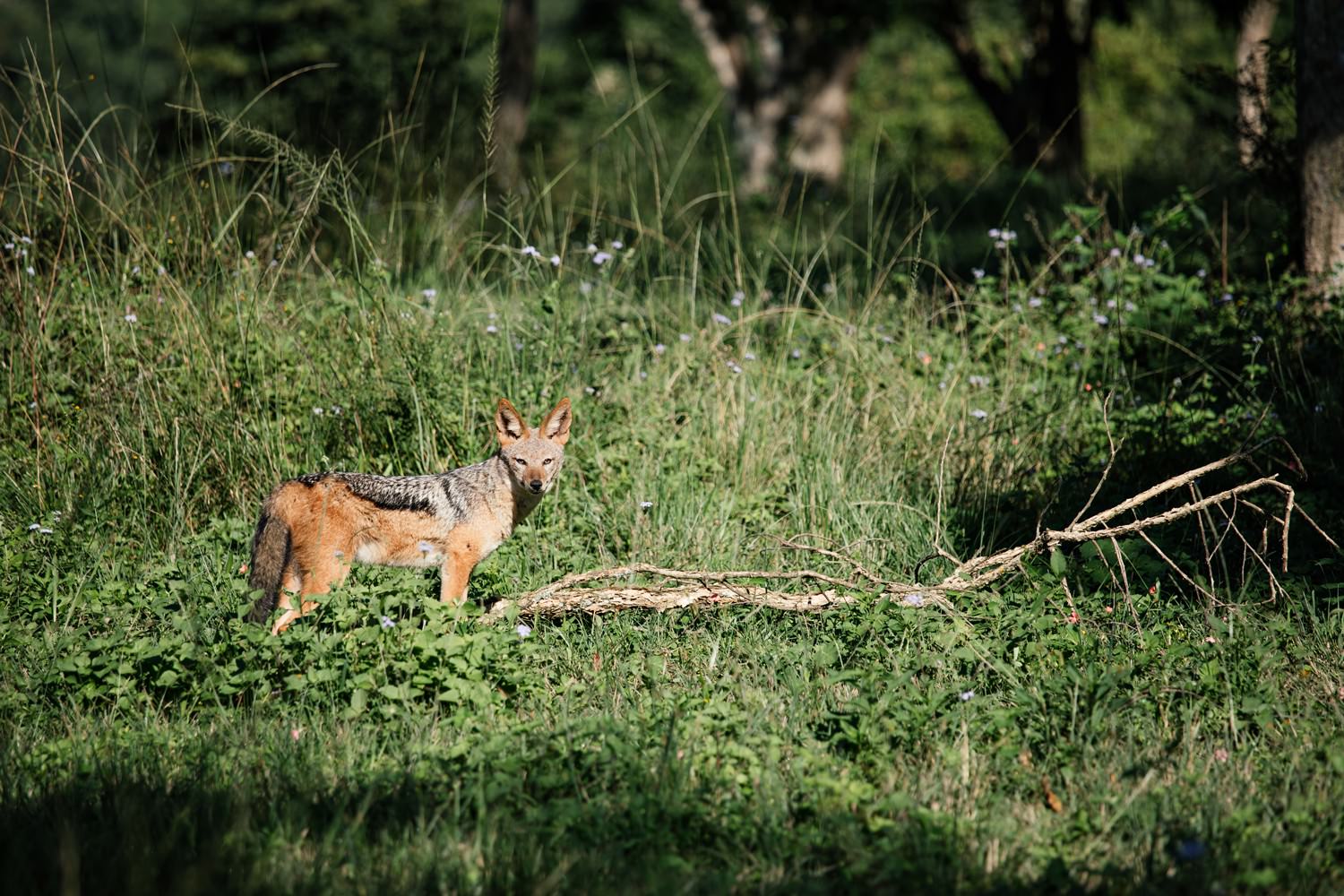 Black-backed Jackal in the grass at Karkloof Safari Spa by safari photographer Niki M