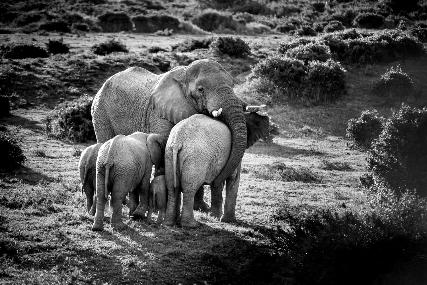 Ellie huddle. Image by safari photographer Niki M