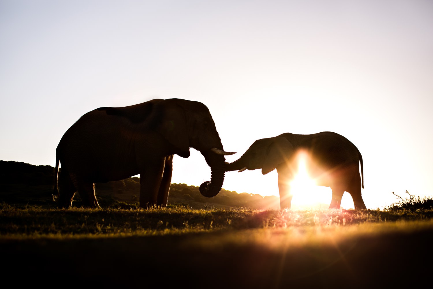 Ellies playing at sunset. An image by Safari photographer Niki M