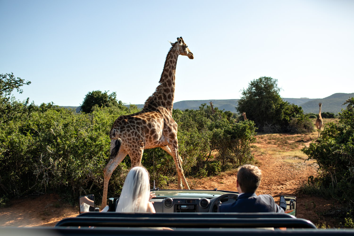 Bride and Groom sit in a game vehicle whilst a giraffe runs past at Kariega Game Reserve in the Eastern Cape of South Africa. Image by safari photographer Niki M