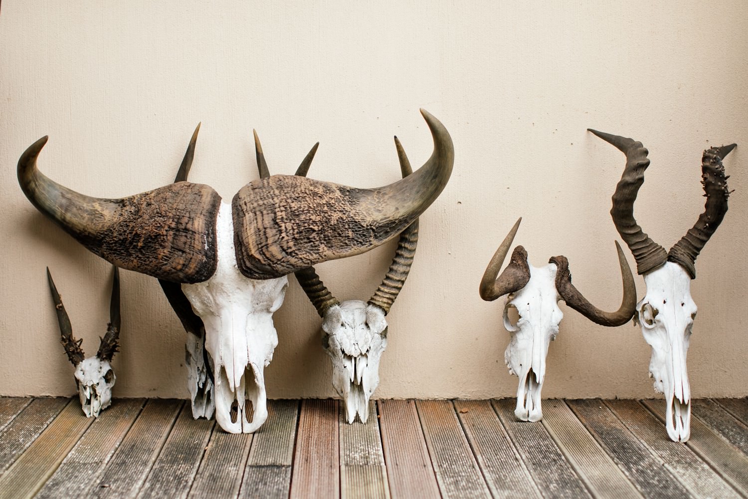 Animal skulls at a game reserve. Image by safari photographer Niki M