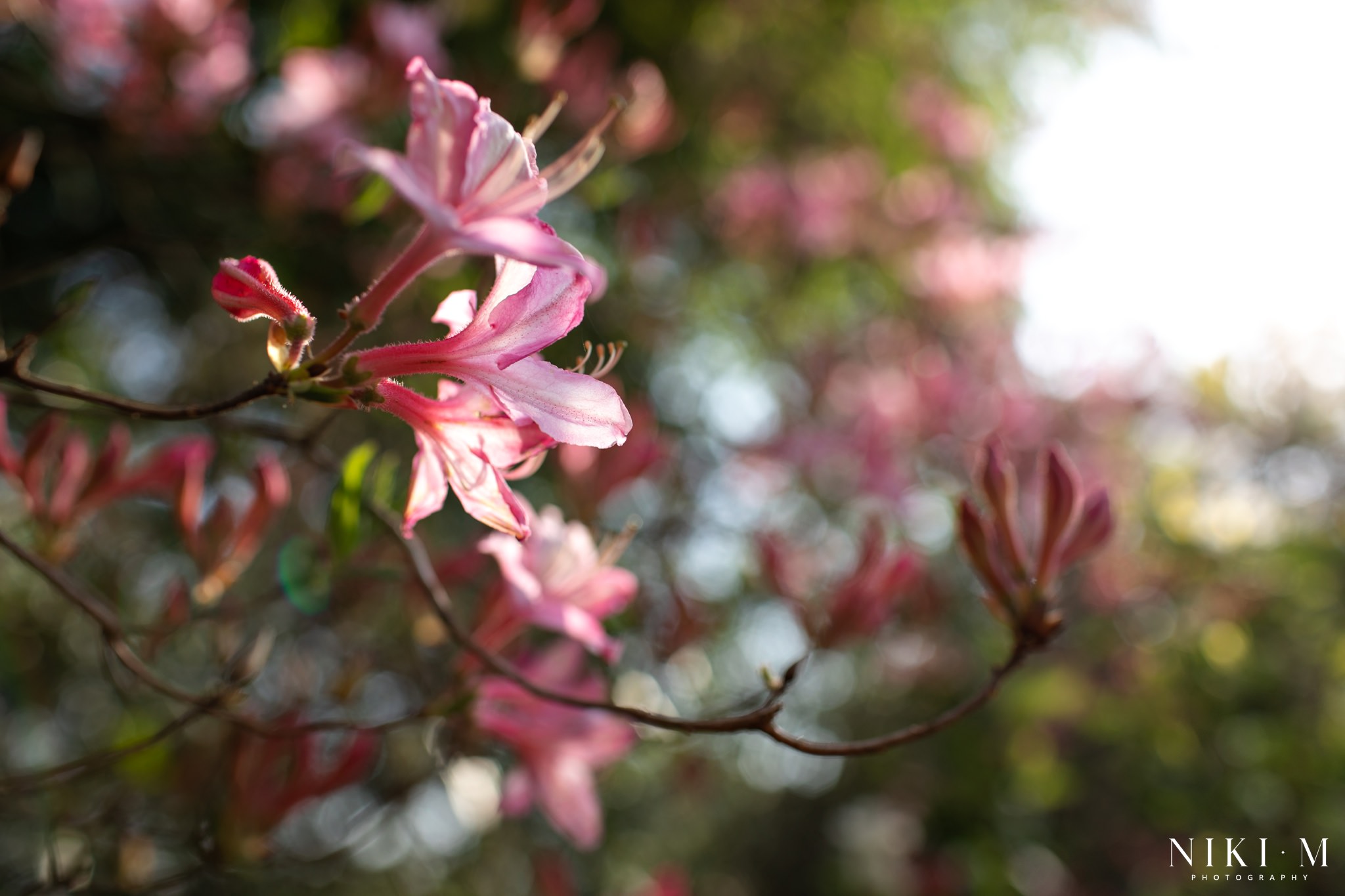 The Magoebaskloof Flowers in Spring at Cheerio Gardens