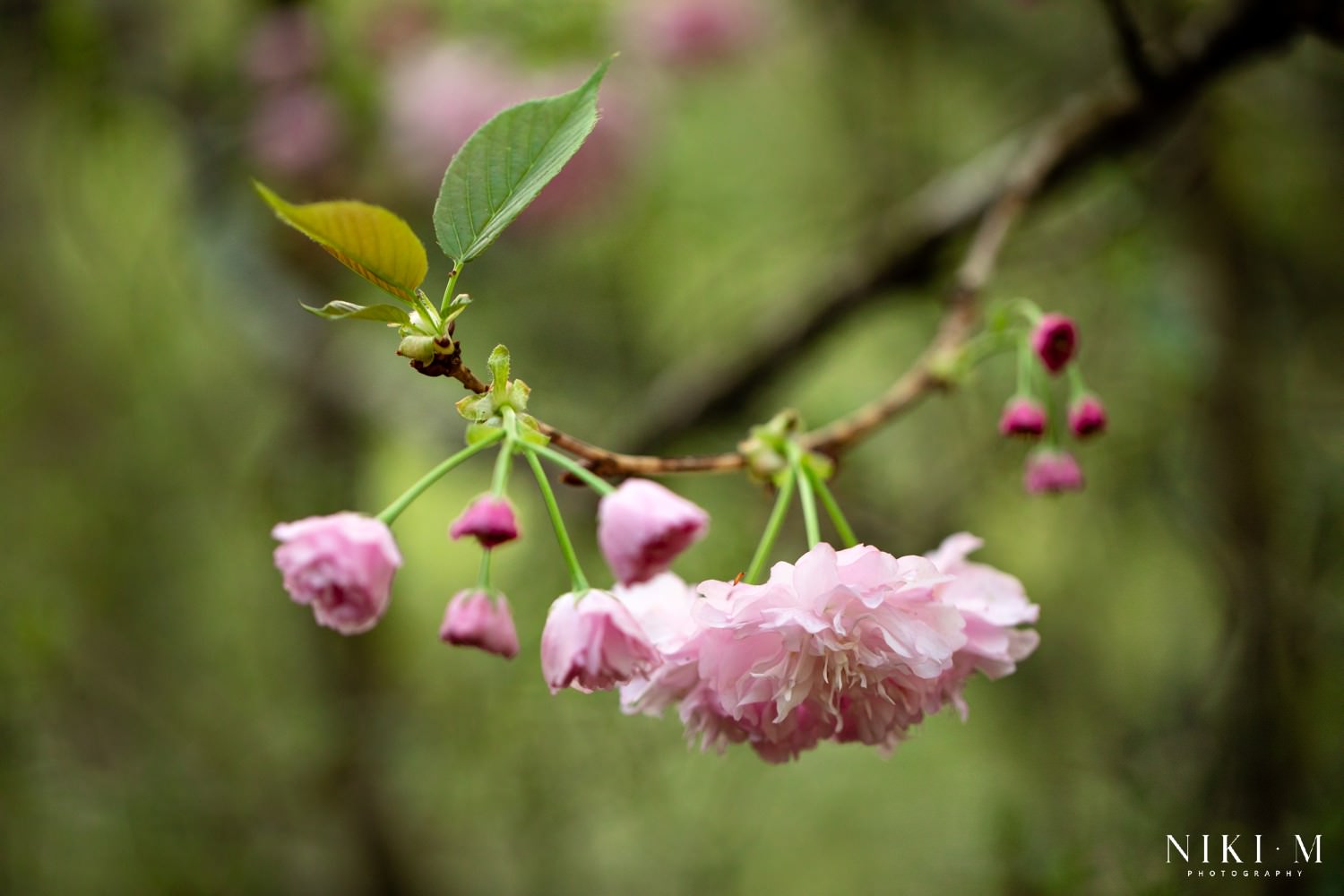 The Magoebaskloof Flowers in Spring at Cheerio Gardens