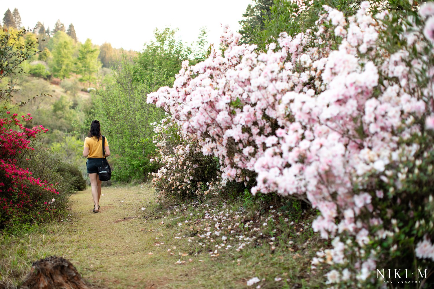 The Magoebaskloof Flowers in Spring at Cheerio Gardens