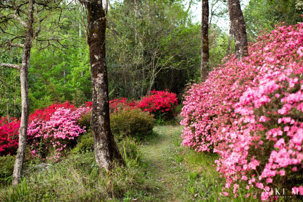 The Magoebaskloof Flowers in Spring at Cheerio Gardens