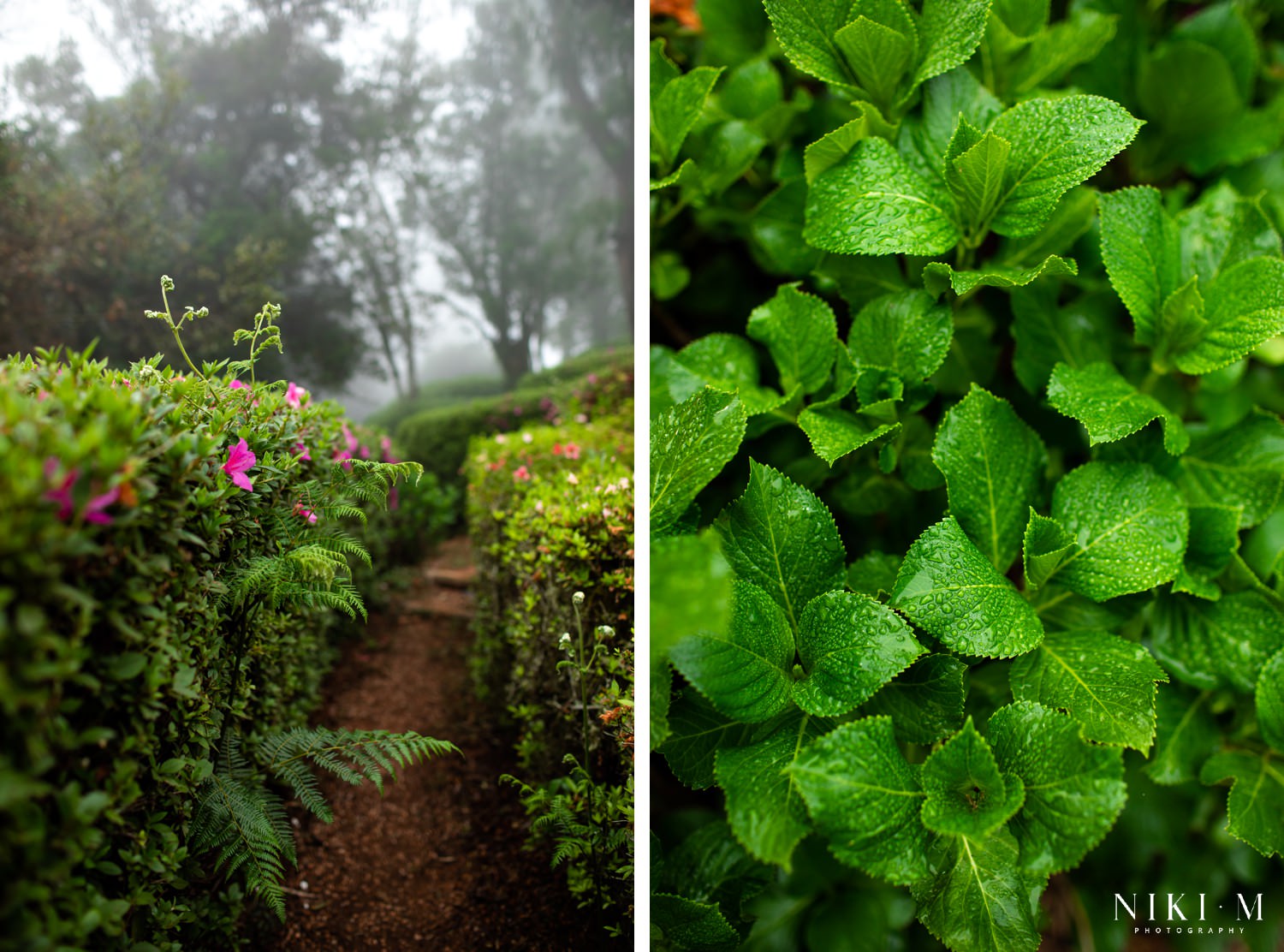 Kuhestan Gardens: Magoebaskloof flowers