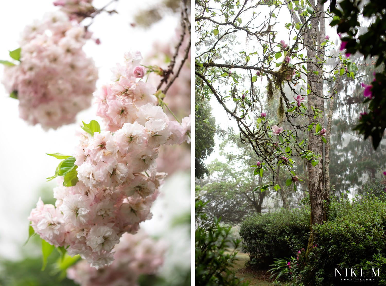 Kuhestan Gardens: Magoebaskloof flowers