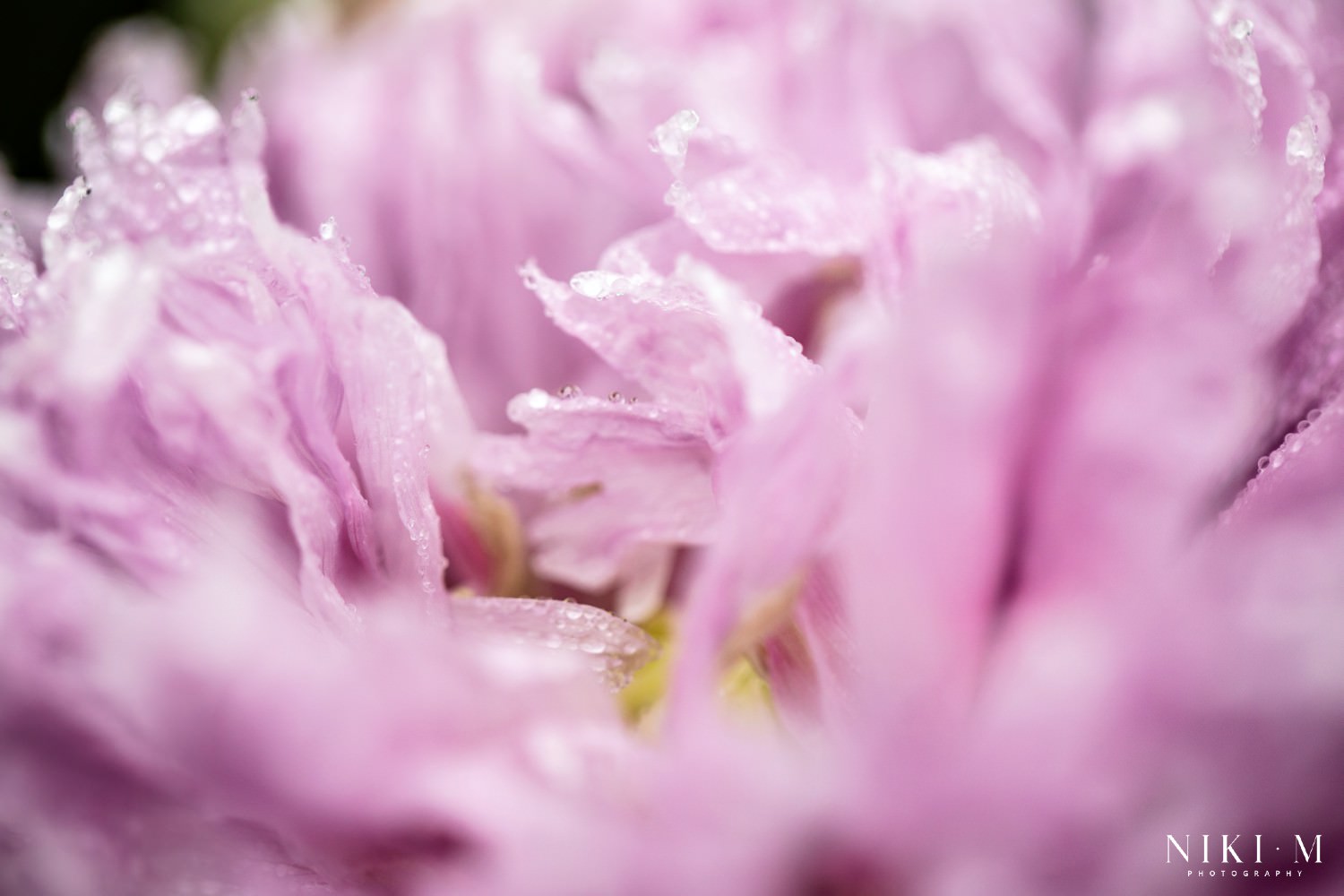 Kuhestan Organic Farm: Magoebaskloof flowers