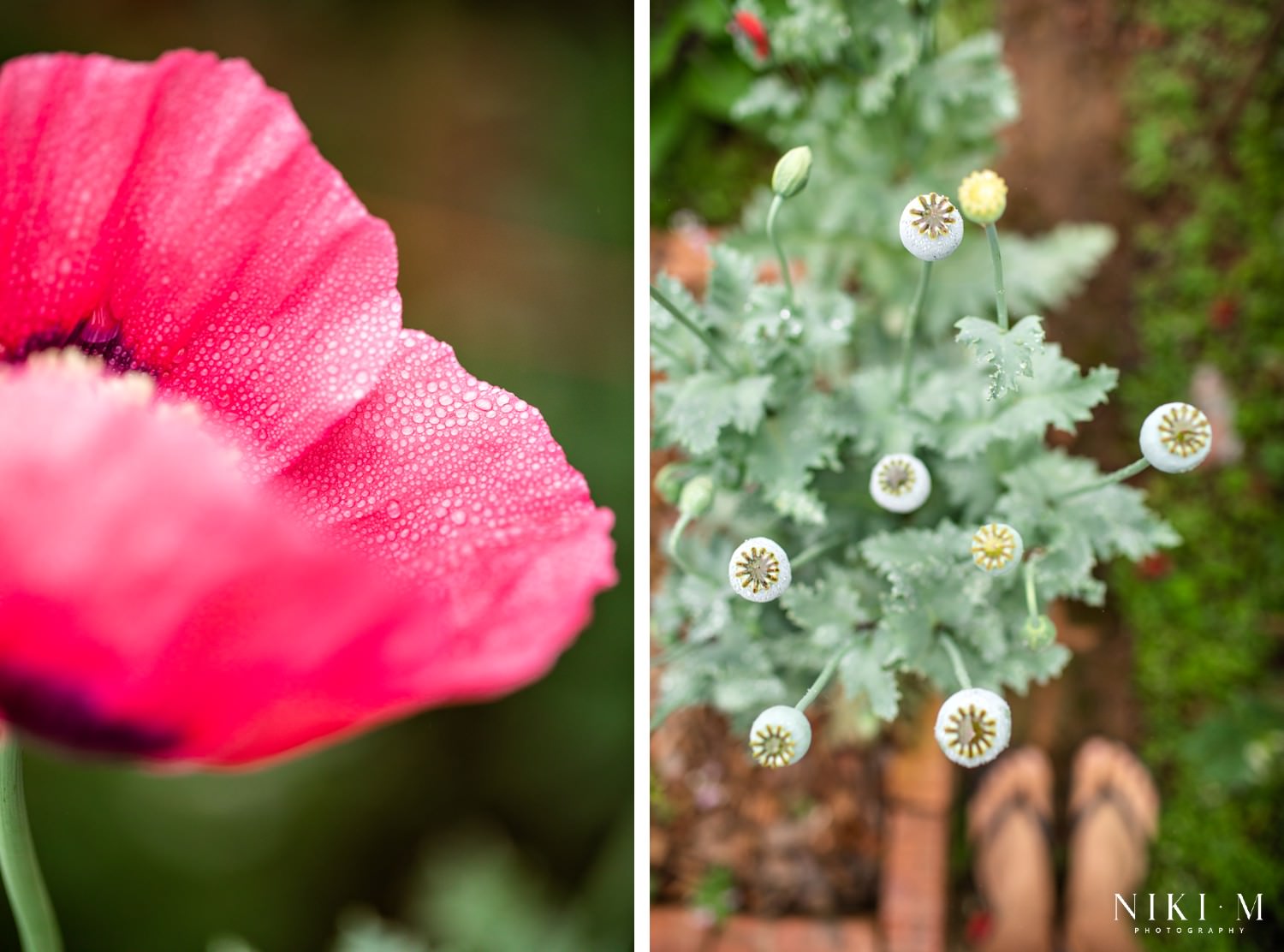 Kuhestan Organic Farm: Magoebaskloof flowers