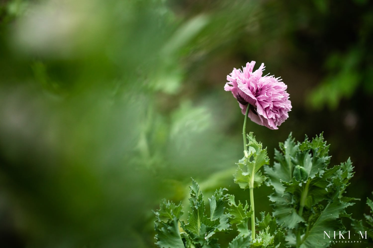 Kuhestan Organic Farm: Magoebaskloof flowers