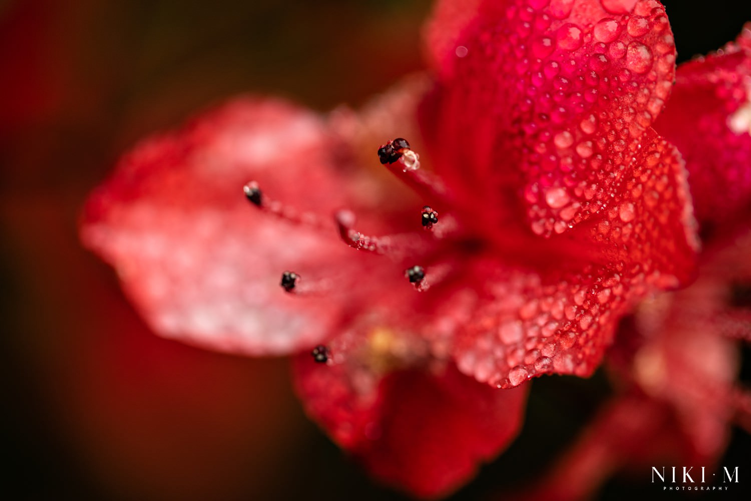 Kuhestan Garden: Magoebaskloof flowers