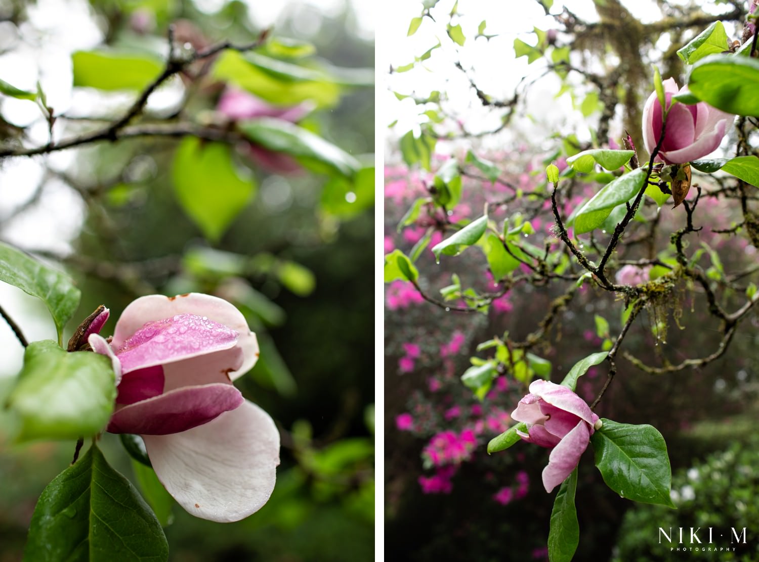 Kuhestan Garden: Magoebaskloof flowers