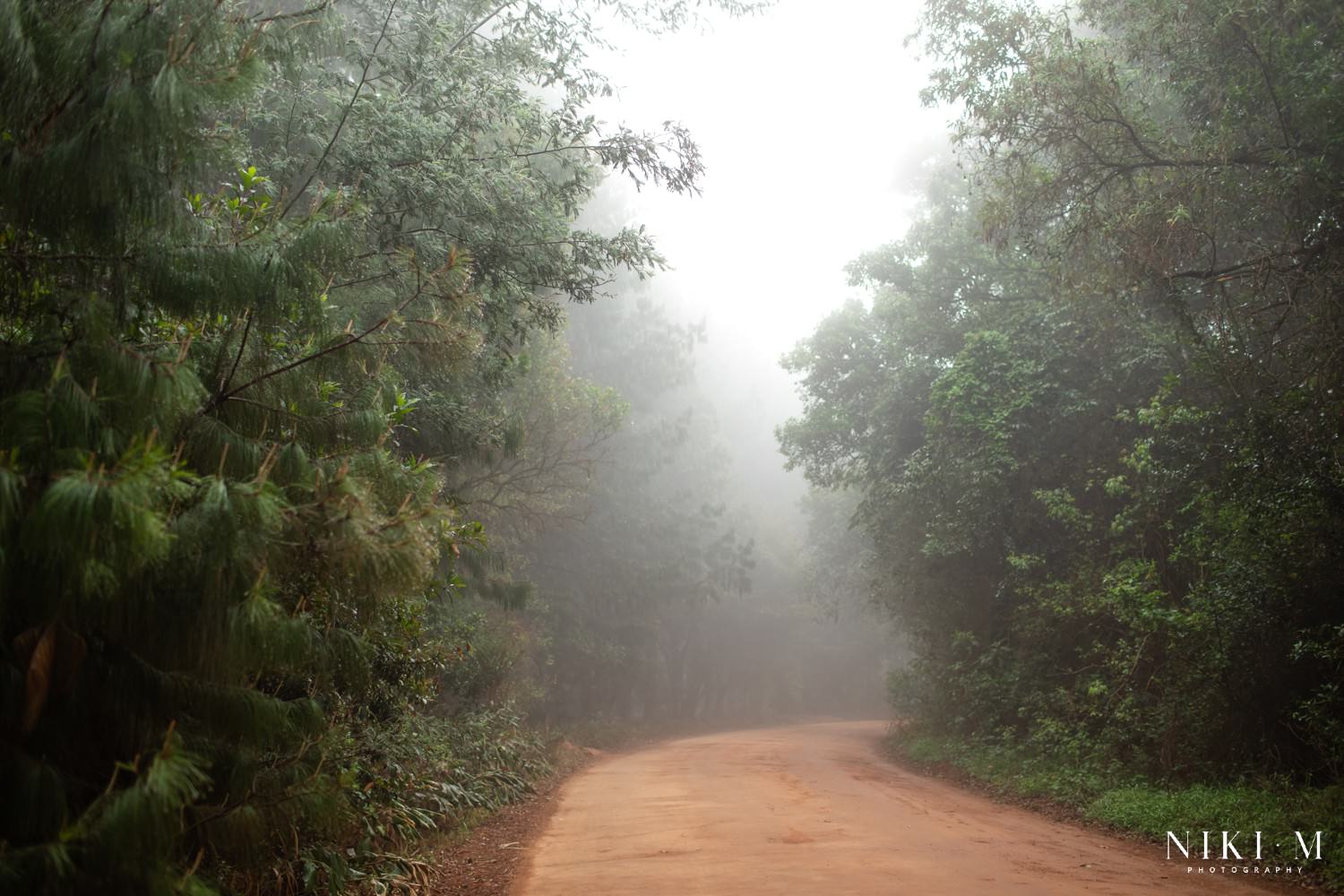 Mist in the Magoebaskloof Mountains