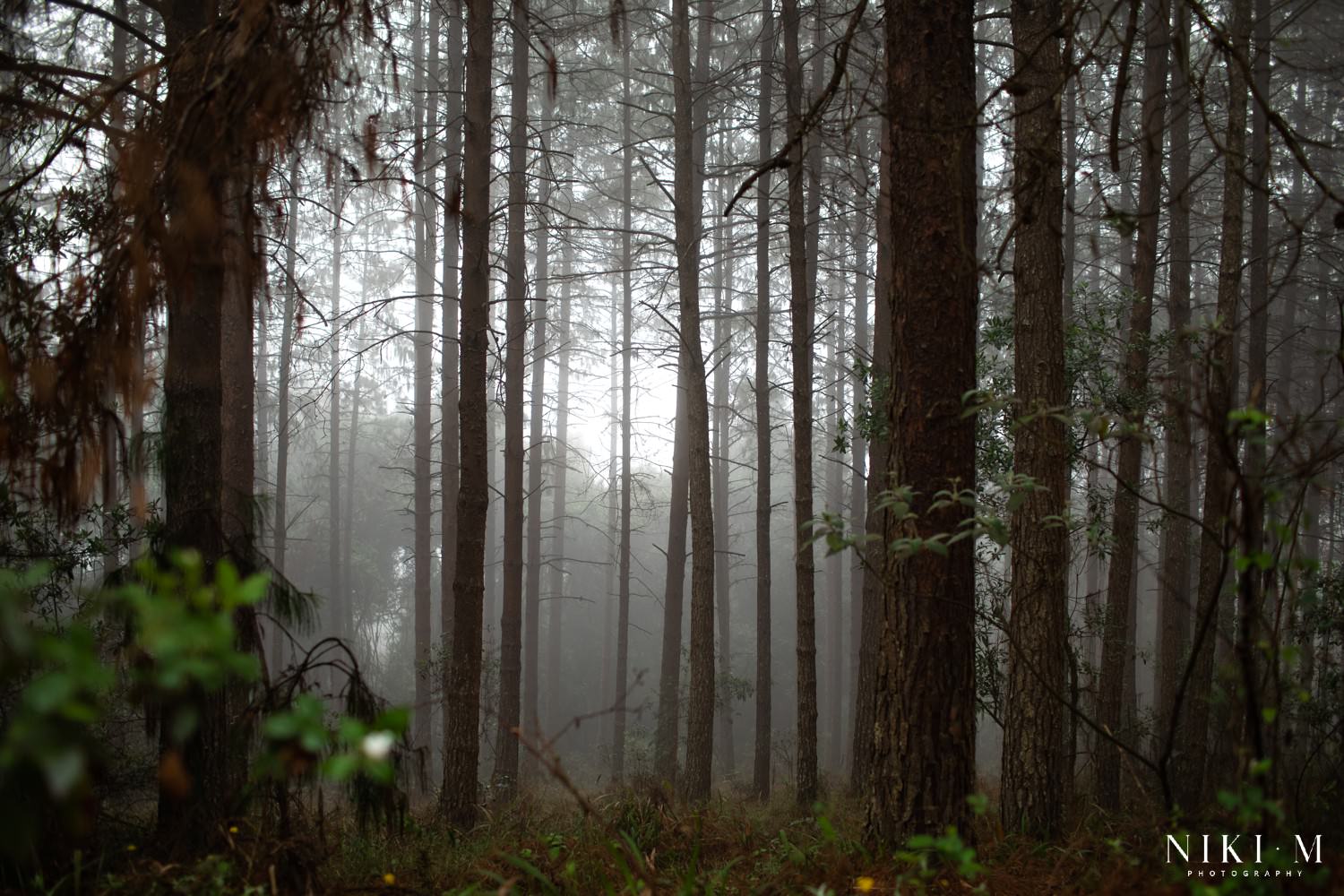 Mist in the Magoebaskloof Mountains