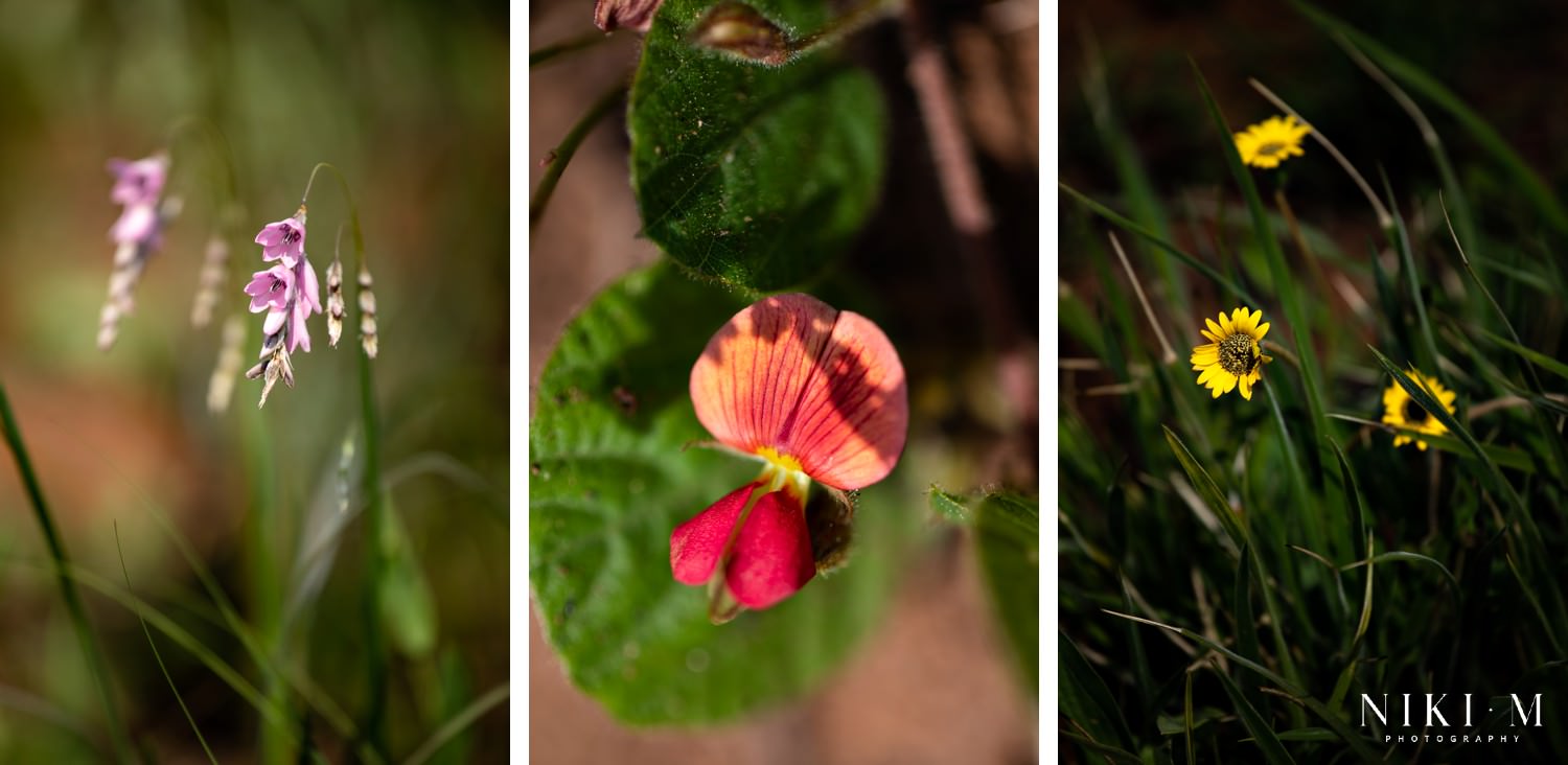 Magoebaskloof Spring Wildflowers