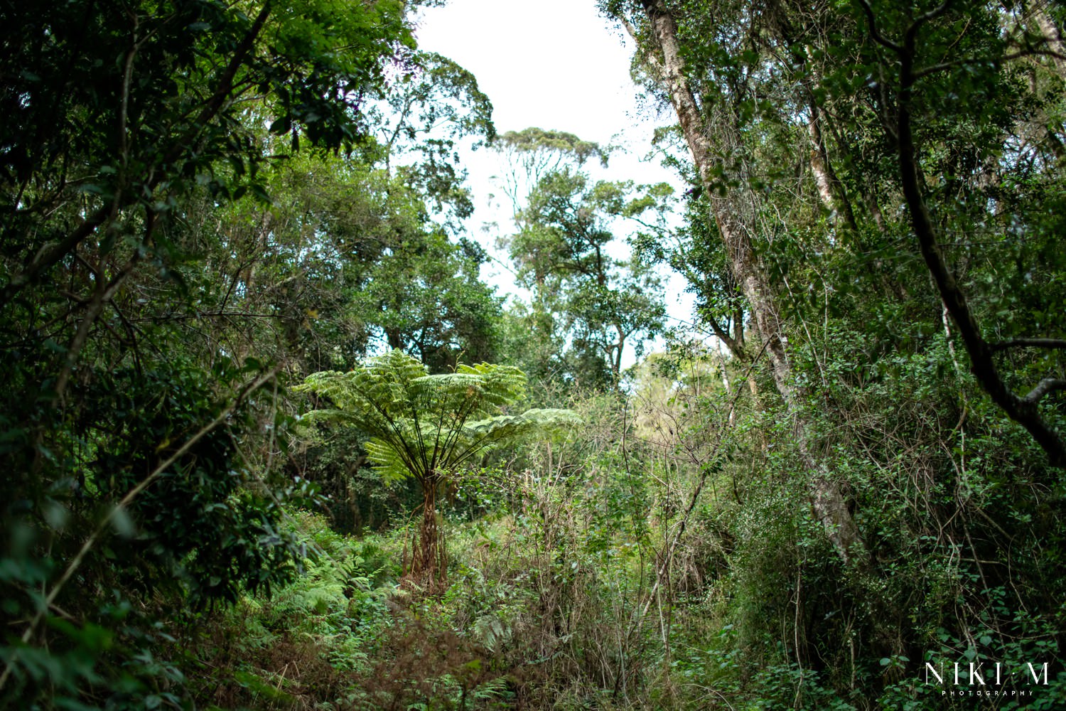 Swartbos Lesodi Hiking Trail in Magoebaskloof