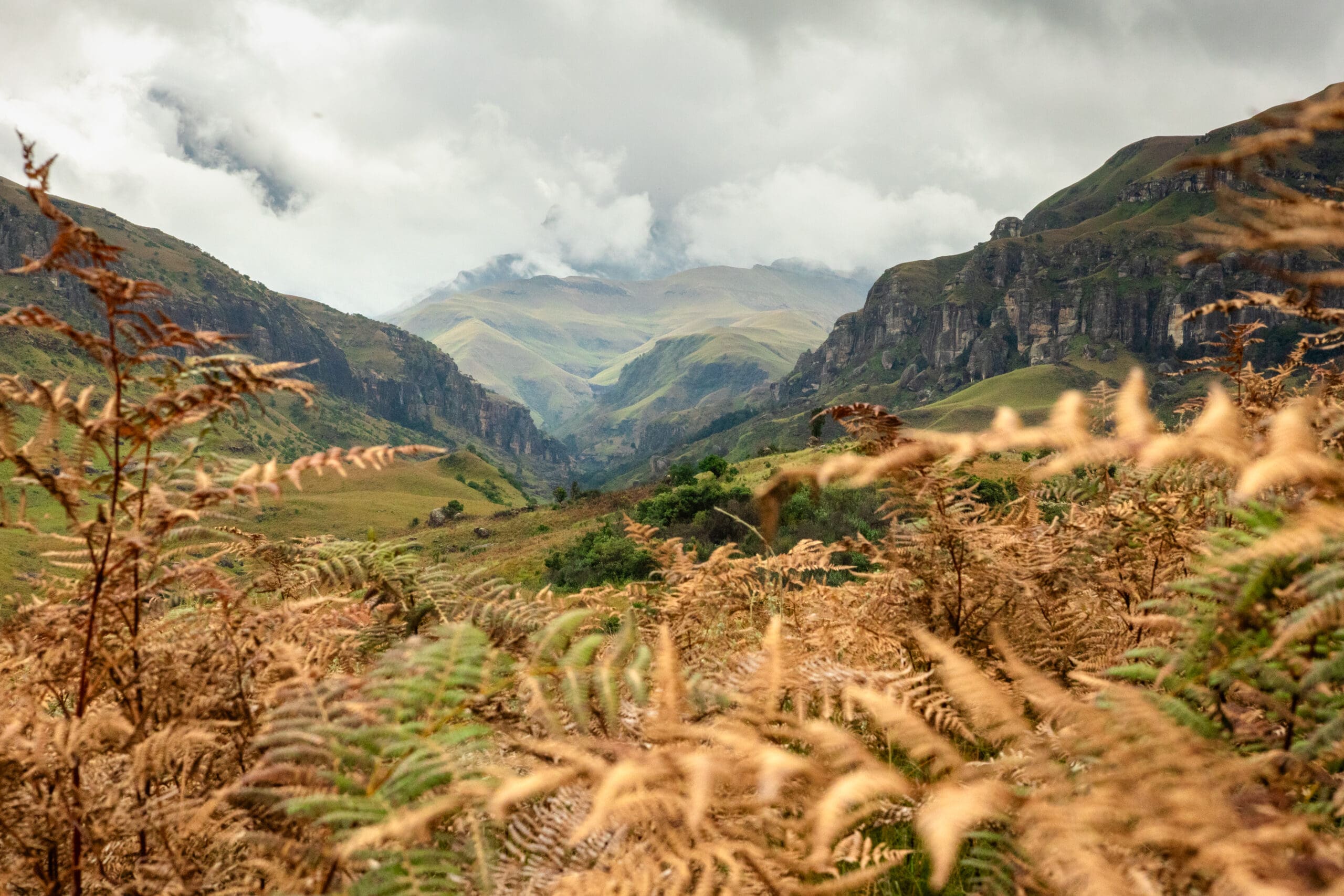 Injisuthi peaks in Winter, framed by the dry bracken ferns of the region.