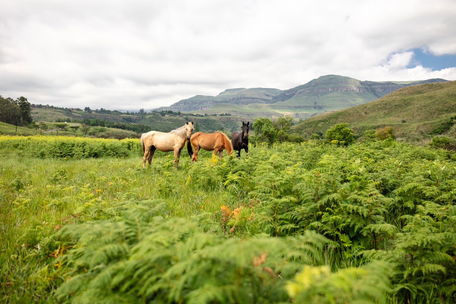 Tri-colour Drakenberg wild hoses stand in a field full of green spring bracken ferns.