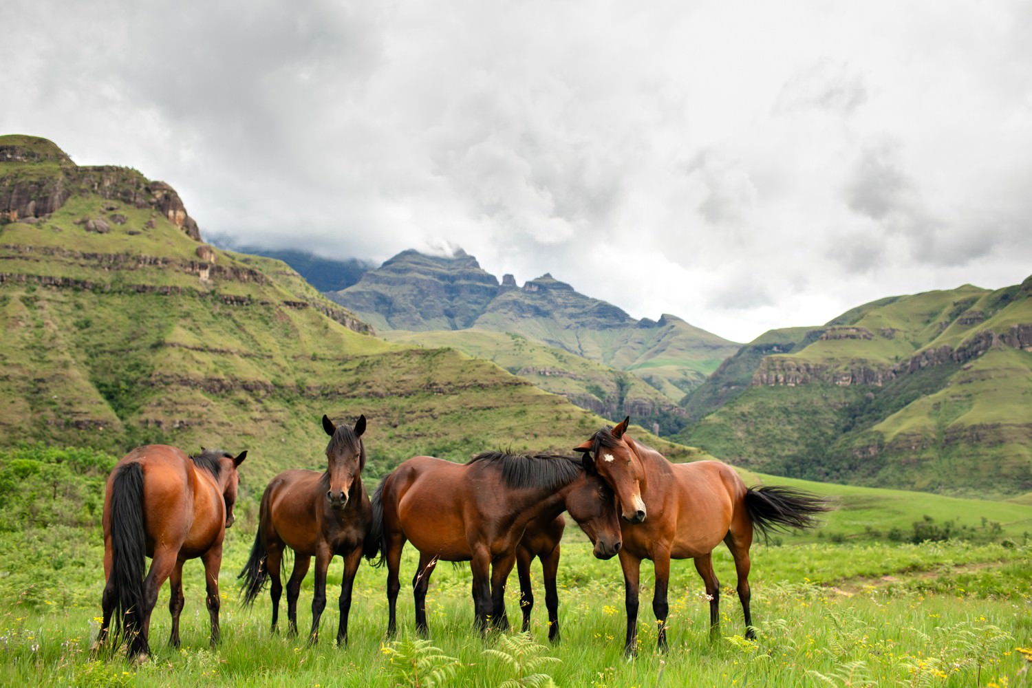 Five brown wild horses roam freely in the mountains of Monks Cowl Reserve, photographed in a herd standing on the green summer grasses in front of the stormy mountains