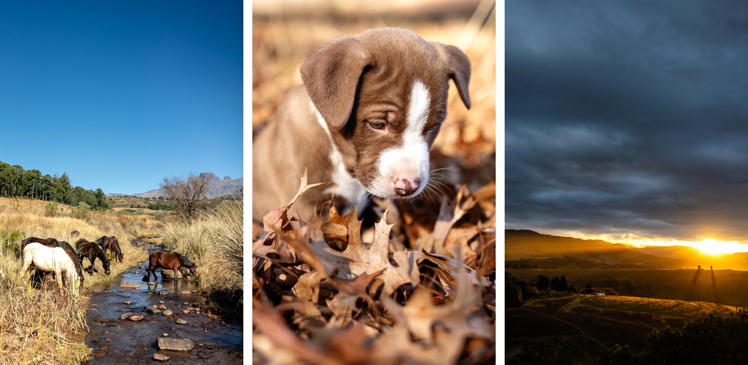 Collage of Drakensberg winter photography in the Champgane Valley and Cathkin Park, featuring the wild horses drinking from a mountain stream, a puppy in autumn leaves, and a stormy winter sunset over rolling hills — captured by a Drakensberg photographer to highlight the best time for Drakensberg photography.